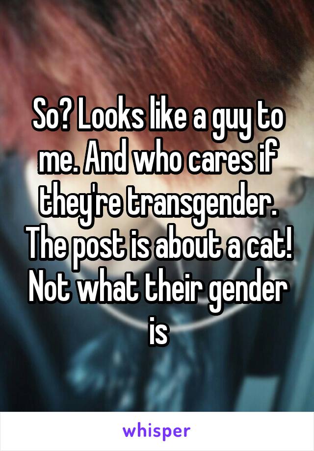 So? Looks like a guy to me. And who cares if they're transgender. The post is about a cat! Not what their gender is