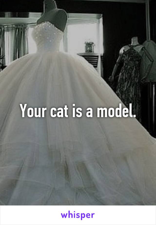 Your cat is a model.