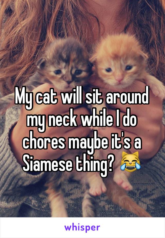 My cat will sit around my neck while I do chores maybe it's a Siamese thing? 😹