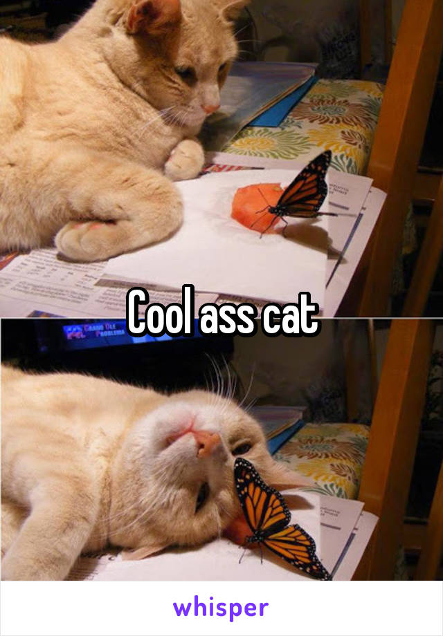 Cool ass cat