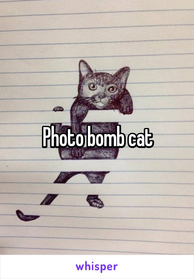 Photo bomb cat