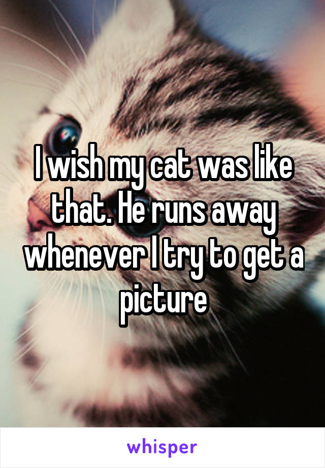 I wish my cat was like that. He runs away whenever I try to get a picture