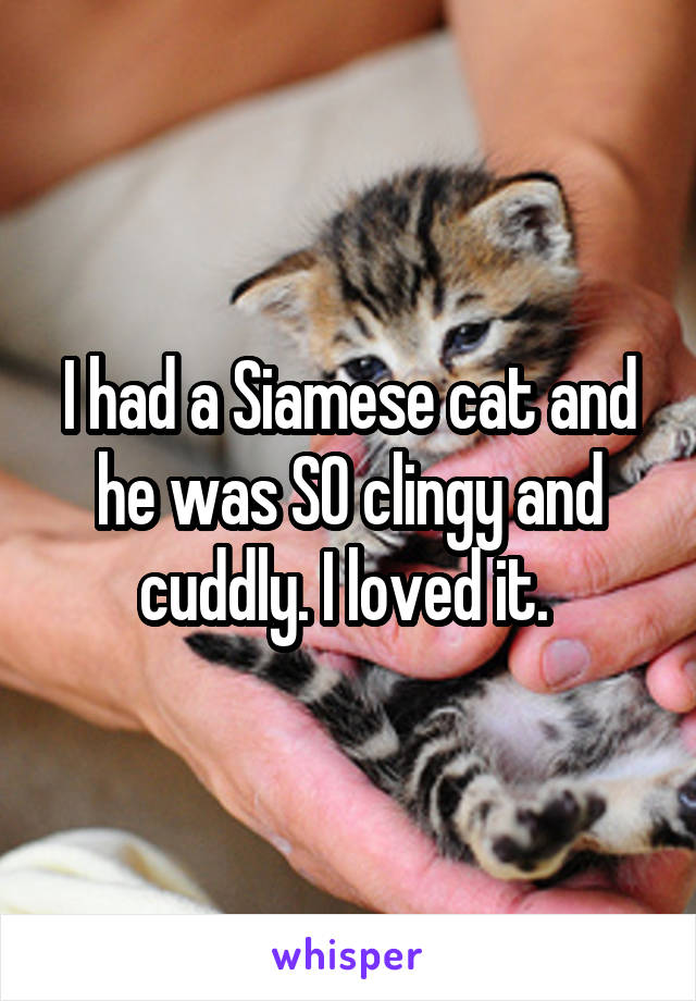 I had a Siamese cat and he was SO clingy and cuddly. I loved it. 