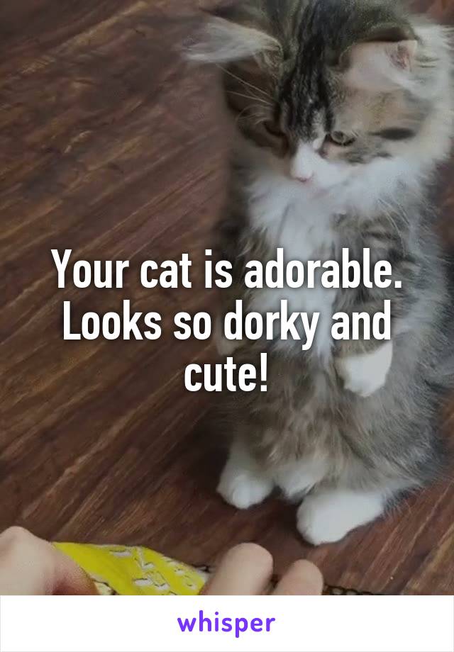 Your cat is adorable. Looks so dorky and cute!