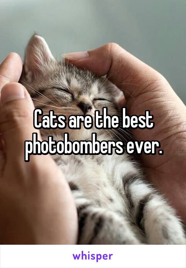 Cats are the best photobombers ever.