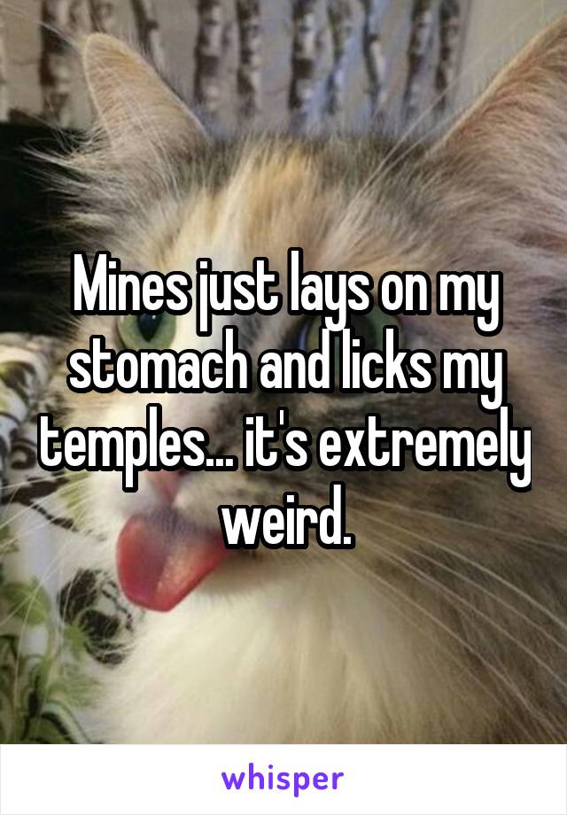 Mines just lays on my stomach and licks my temples... it's extremely weird.