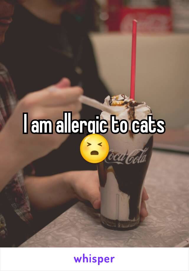 I am allergic to cats  😣