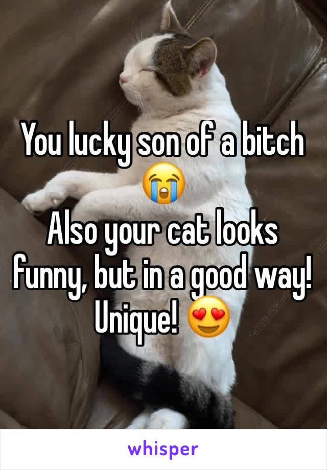 You lucky son of a bitch 😭
Also your cat looks funny, but in a good way! Unique! 😍