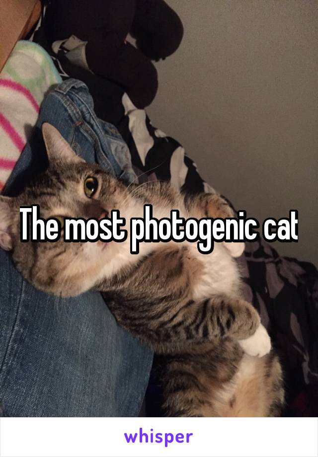 The most photogenic cat