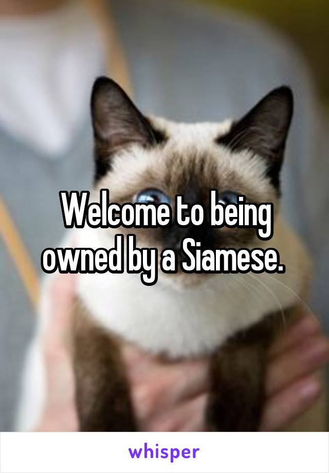 Welcome to being owned by a Siamese. 