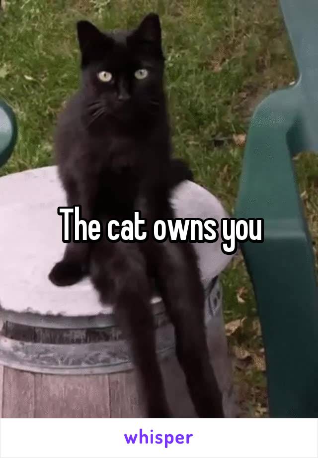 The cat owns you