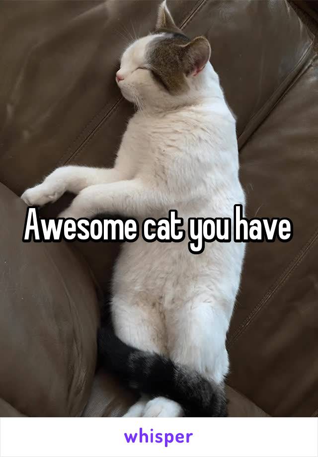 Awesome cat you have 