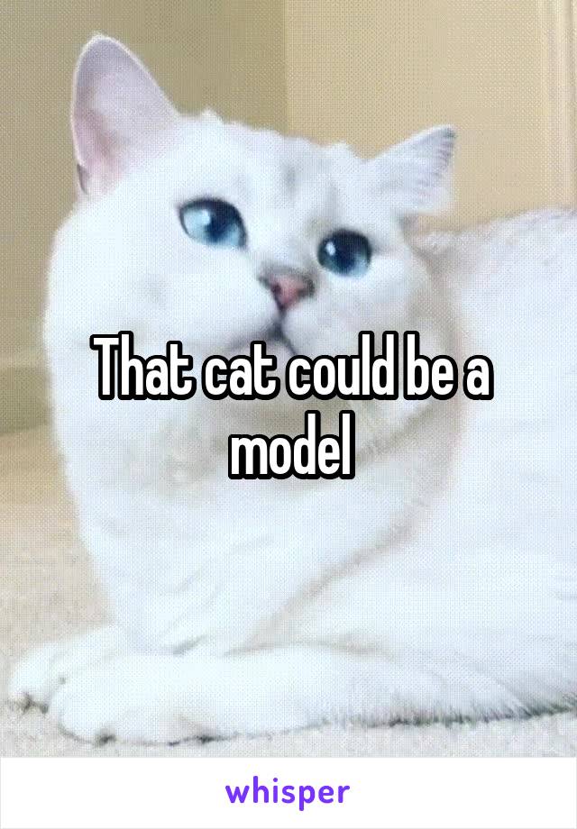 That cat could be a model