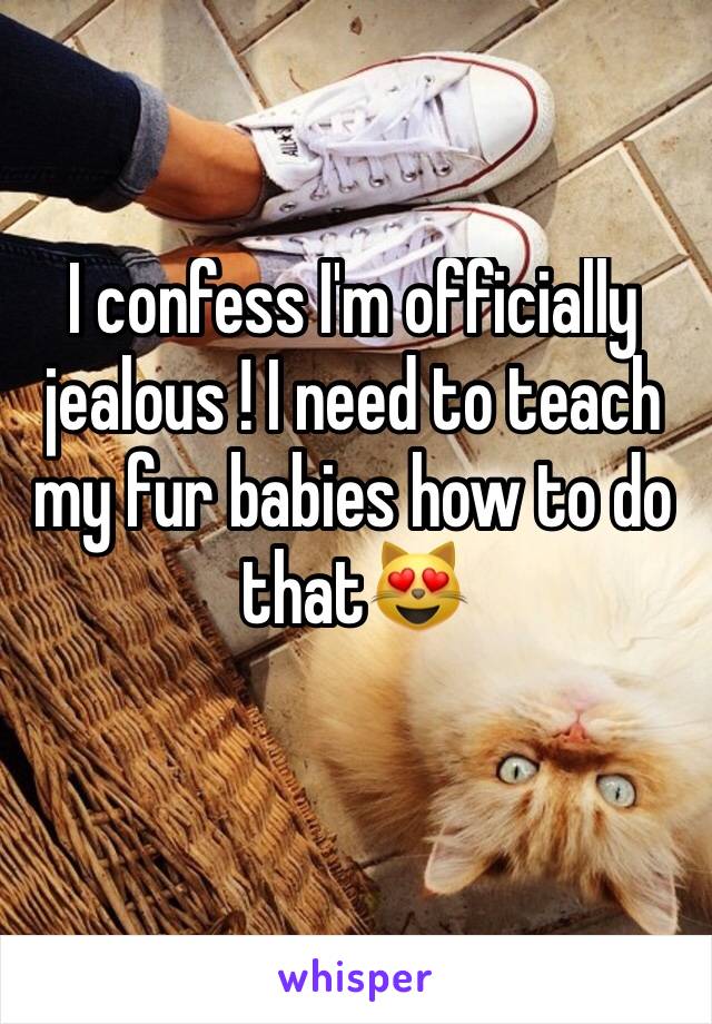 I confess I'm officially jealous ! I need to teach my fur babies how to do that😻