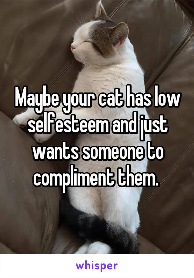 Maybe your cat has low selfesteem and just wants someone to compliment them. 