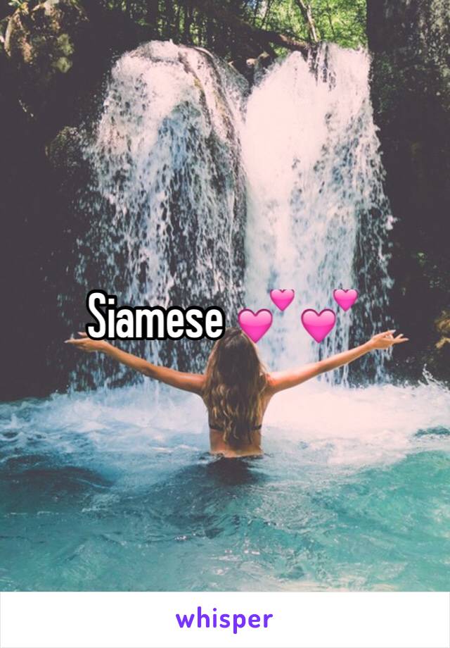 Siamese 💕💕