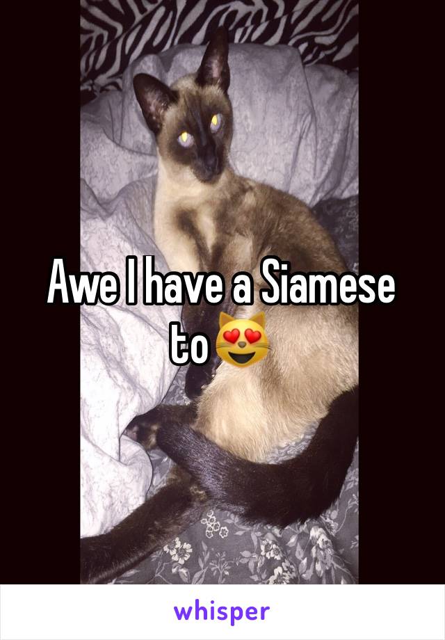 Awe I have a Siamese to😻