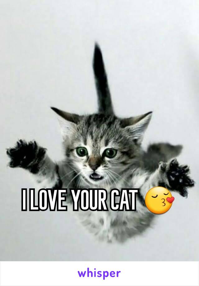 I LOVE YOUR CAT 😚