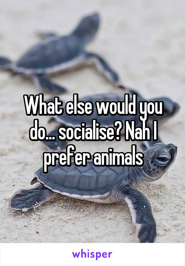What else would you do... socialise? Nah I prefer animals