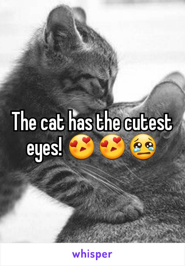 The cat has the cutest eyes! 😍😍😢