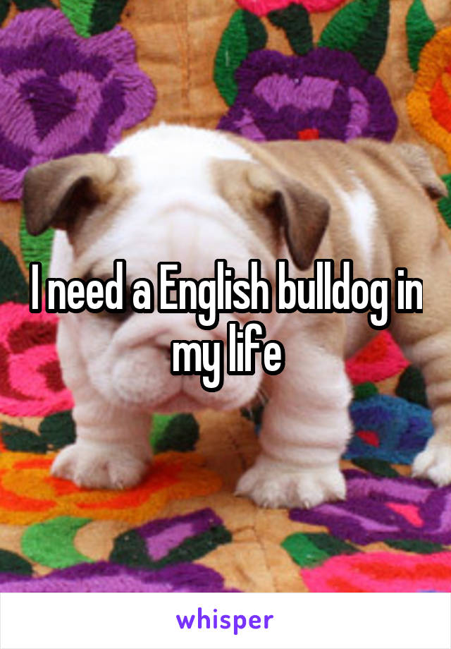 I need a English bulldog in my life