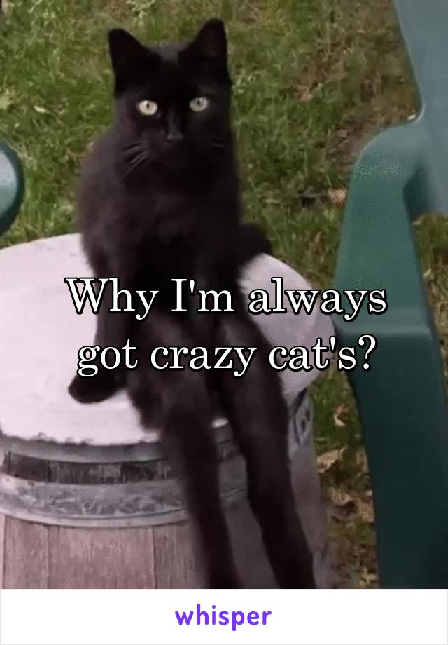 Why I'm always got crazy cat's?