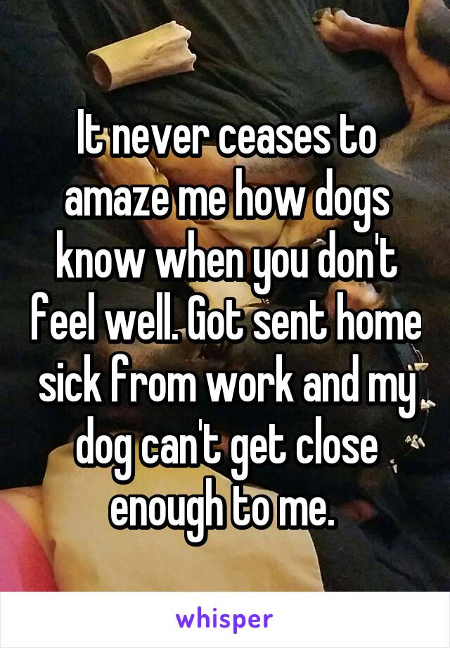 It never ceases to amaze me how dogs know when you don't feel well. Got sent home sick from work and my dog can't get close enough to me. 