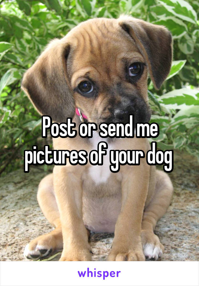 Post or send me pictures of your dog 