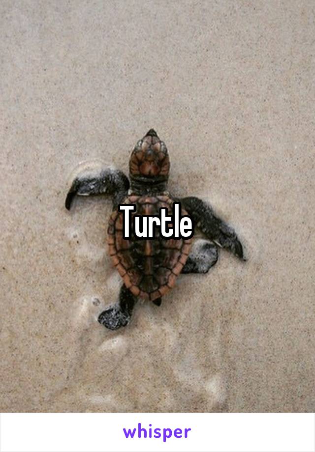 Turtle 