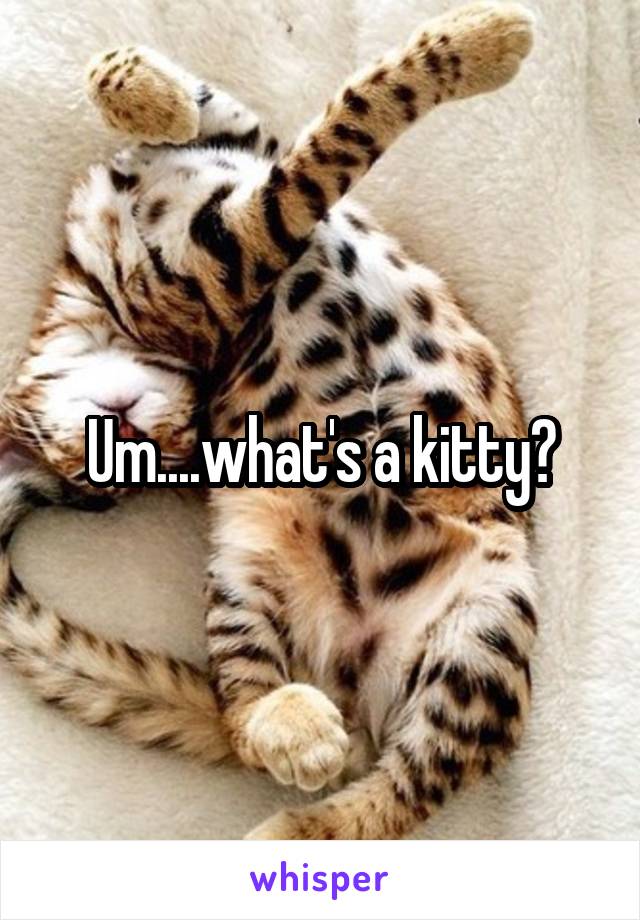 Um....what's a kitty?