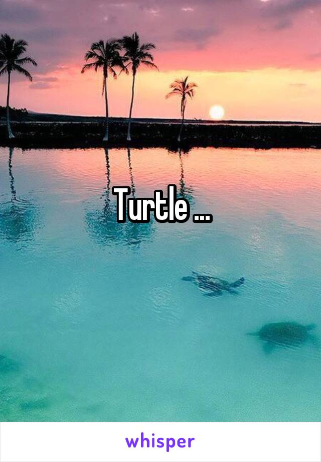 Turtle ...
