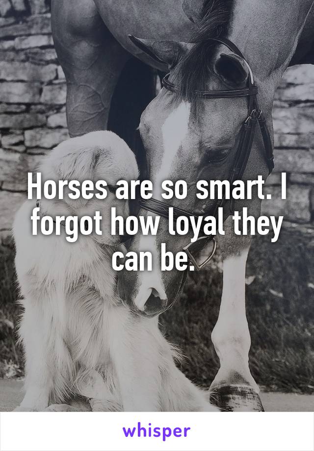 Horses are so smart. I forgot how loyal they can be. 