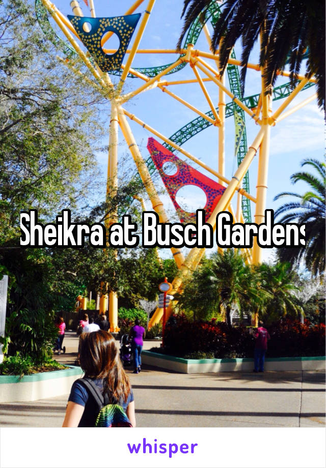 Sheikra at Busch Gardens