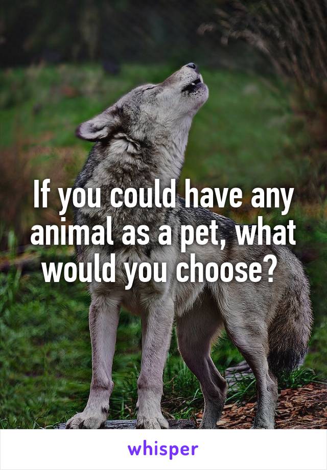 If you could have any animal as a pet, what would you choose? 