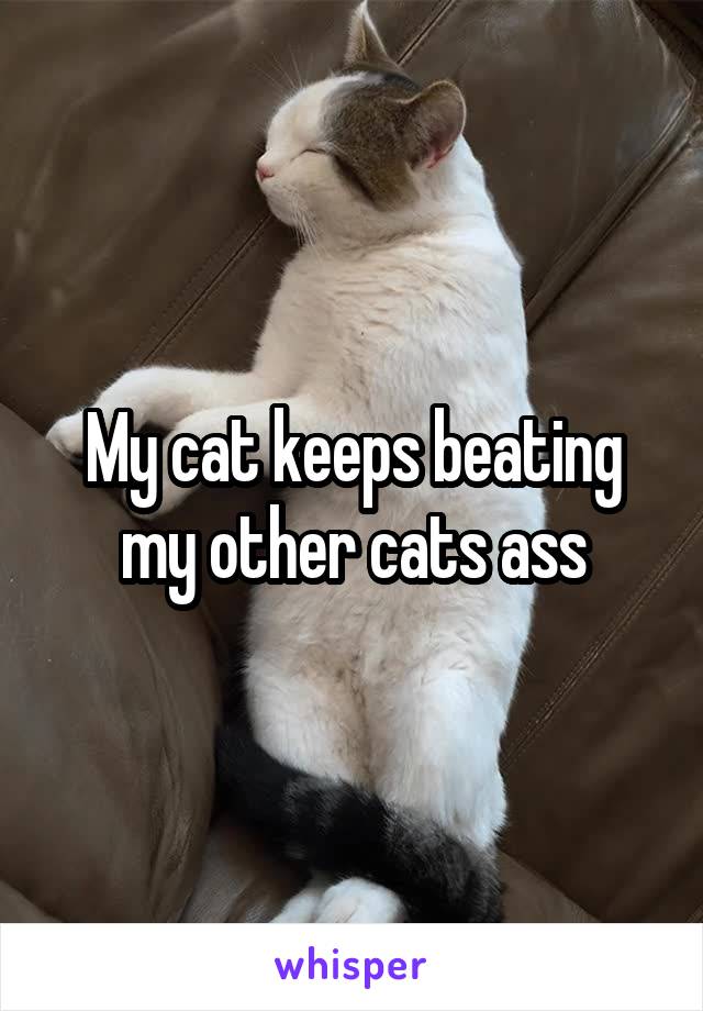 My cat keeps beating my other cats ass