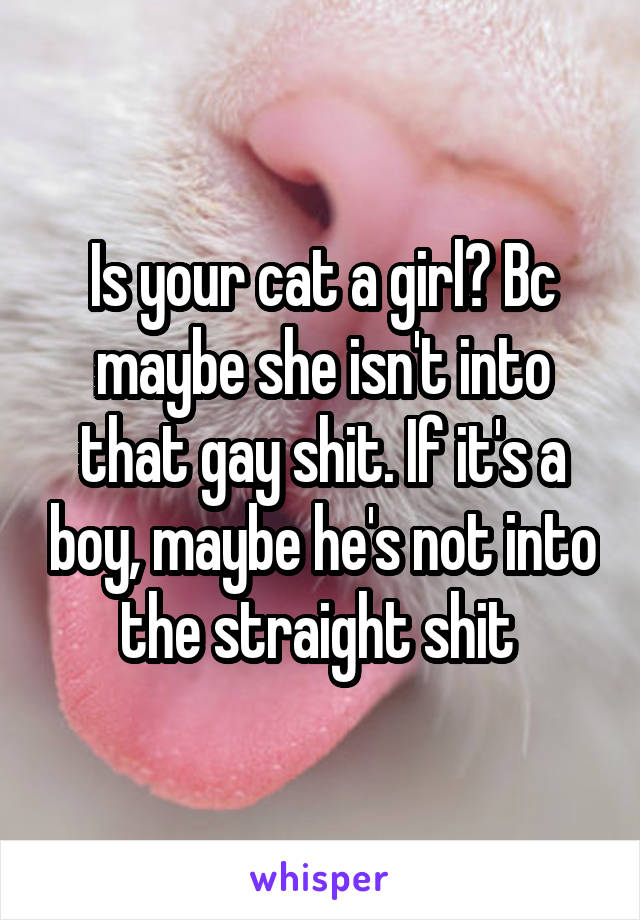 Is your cat a girl? Bc maybe she isn't into that gay shit. If it's a boy, maybe he's not into the straight shit 