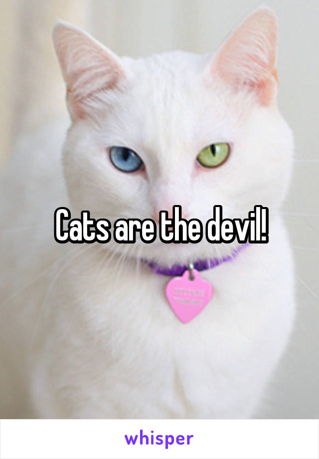 Cats are the devil!