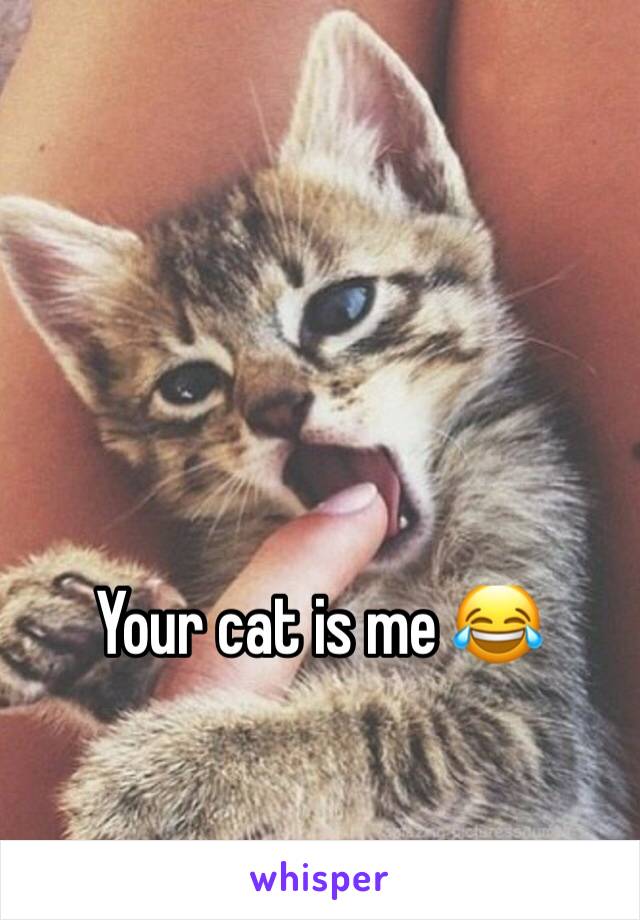 Your cat is me 😂