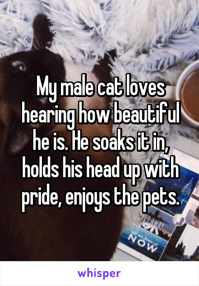 My male cat loves hearing how beautiful he is. He soaks it in, holds his head up with pride, enjoys the pets.