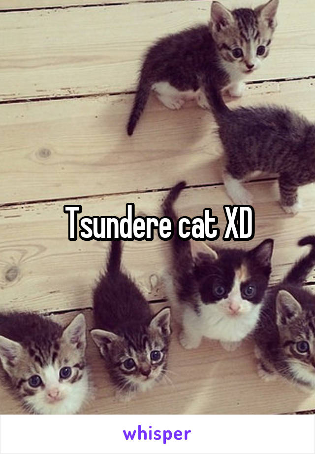 Tsundere cat XD