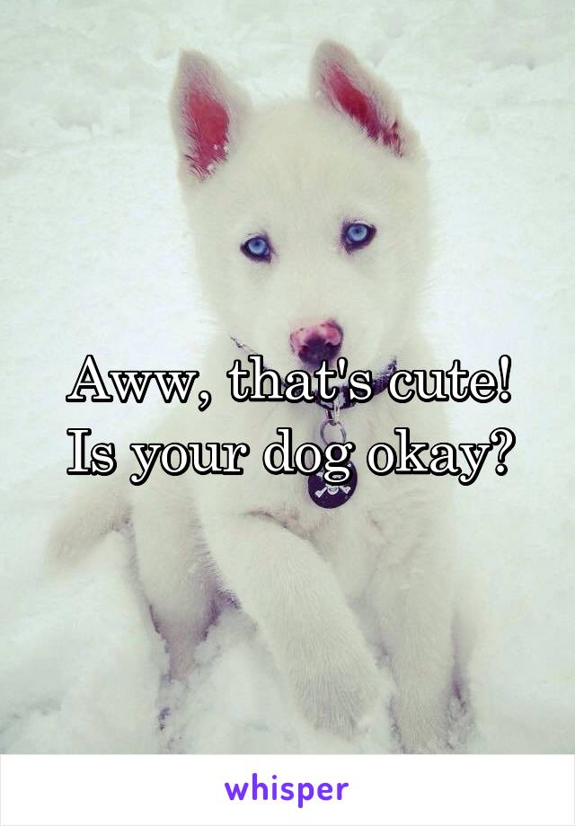 Aww, that's cute! Is your dog okay?