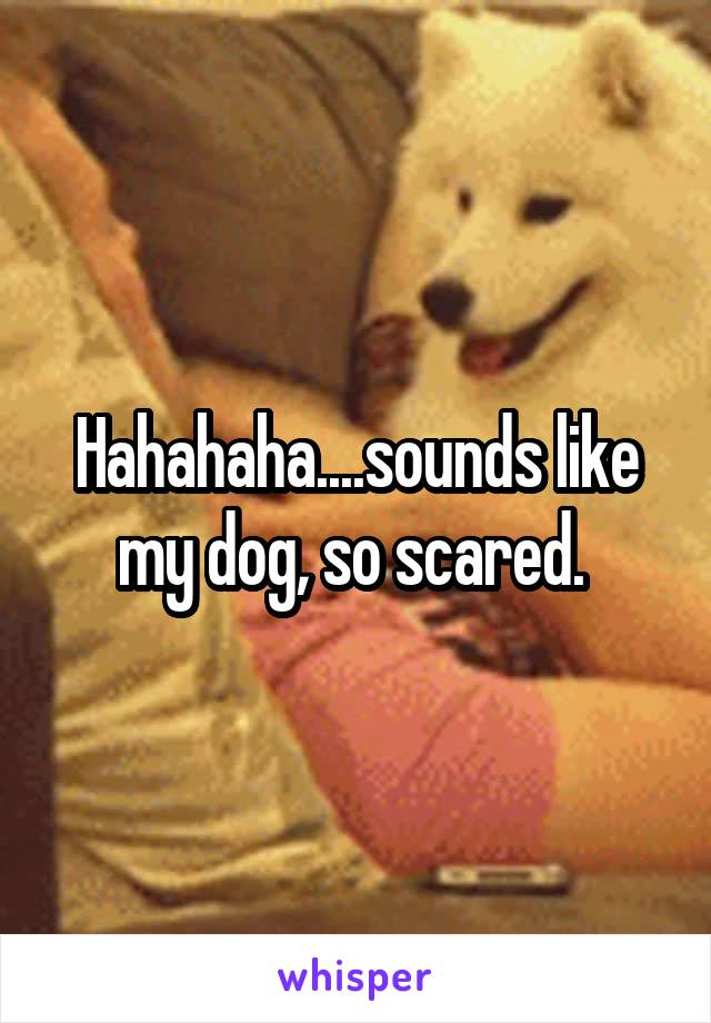 Hahahaha....sounds like my dog, so scared. 