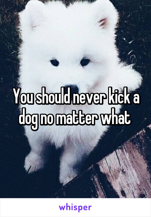 You should never kick a dog no matter what 
