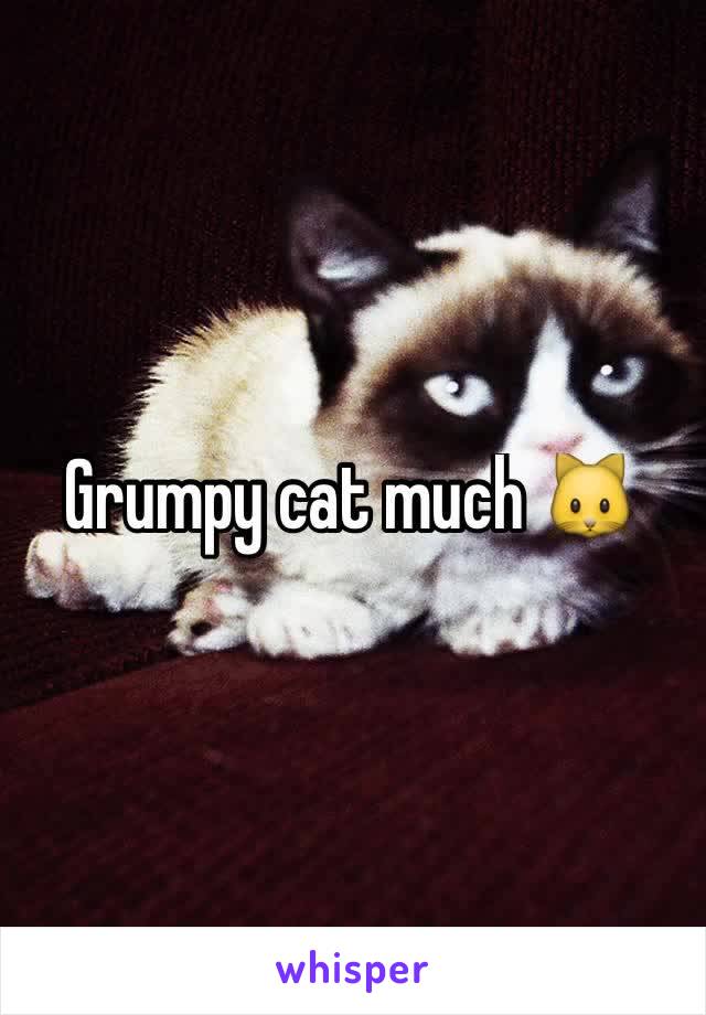 Grumpy cat much 🐱 