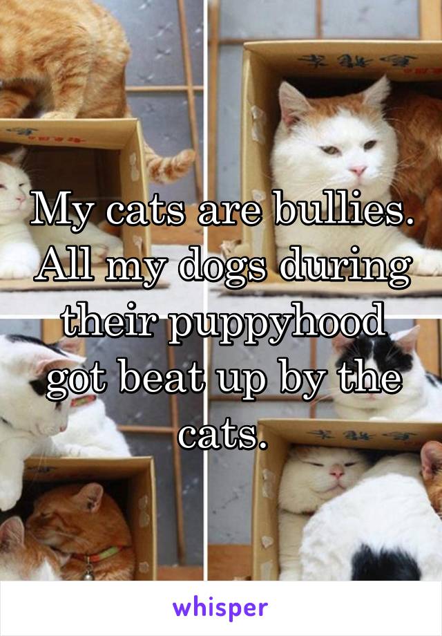 My cats are bullies. All my dogs during their puppyhood got beat up by the cats.