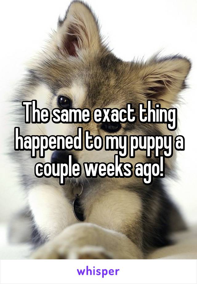 The same exact thing happened to my puppy a couple weeks ago!