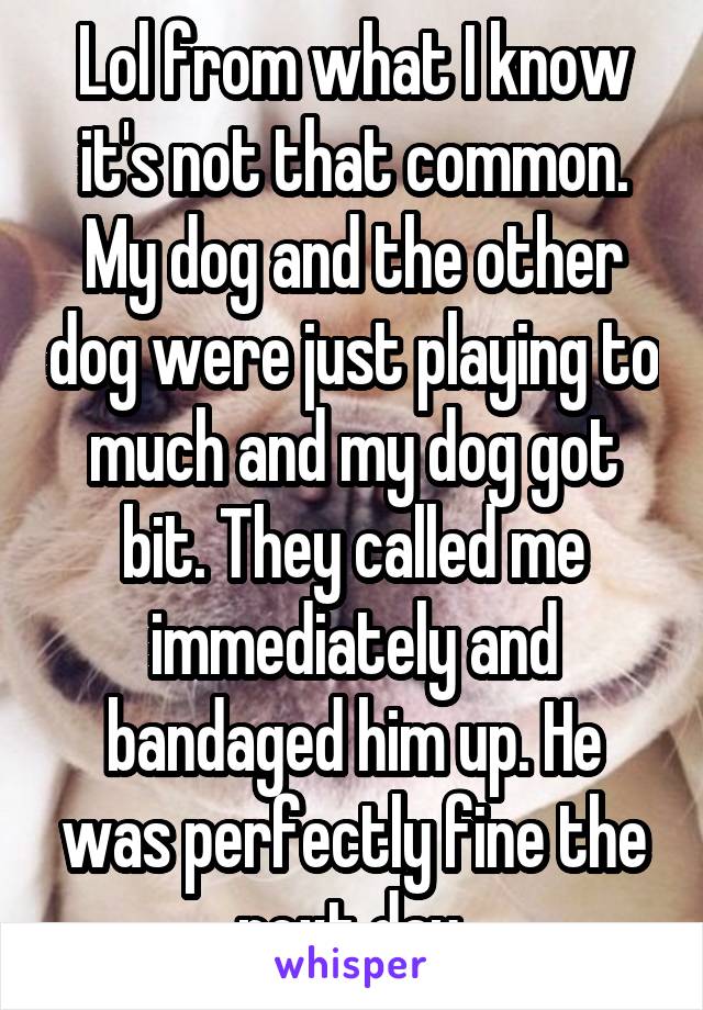 Lol from what I know it's not that common. My dog and the other dog were just playing to much and my dog got bit. They called me immediately and bandaged him up. He was perfectly fine the next day 