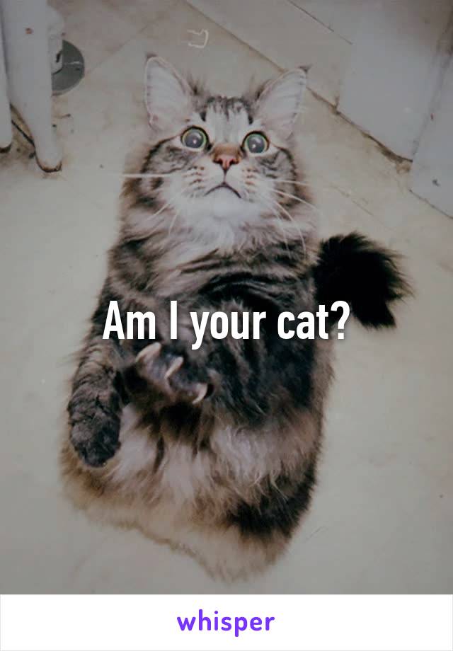 Am I your cat?