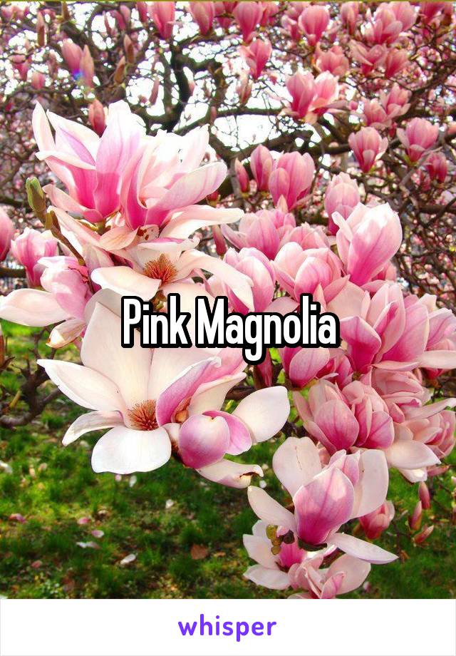 Pink Magnolia