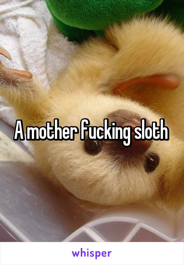 A mother fucking sloth 